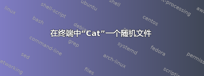 在终端中“Cat”一个随机文件