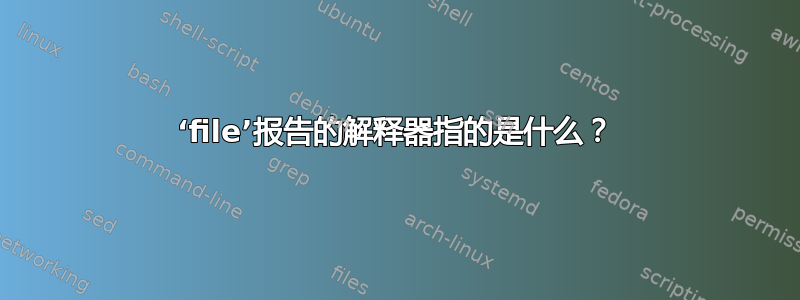 ‘file’报告的解释器指的是什么？