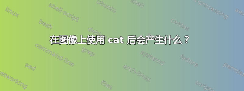 在图像上使用 cat 后会产生什么？