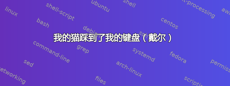 我的猫踩到了我的键盘（戴尔）