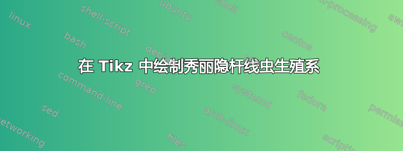 在 Tikz 中绘制秀丽隐杆线虫生殖系